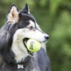 KONG AIRDOG PIŁKI TENISOWE 8 cm - piłki dla psa